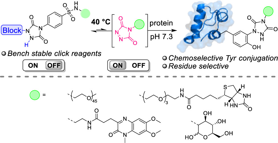 Thermally Triggered Triazolinedione-Tyrosine Bioconjugation with Improved Chemo- and Site-Selectivity
